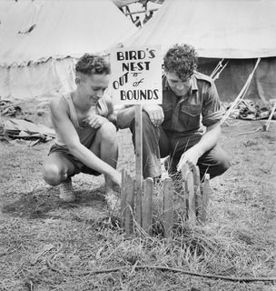 HERBERTON RACECOURSE, WONDECLA, ATHERTON TABLELAND, QLD. 1945-01-19. PRIVATE G C COOK, (1), AND PTE C CRABBE, (2), 2/48 INFANTRY BATTALION PERSONNEL AT THE 9 DIVISION GYMKHANA ALONGSIDE A GROUND ..