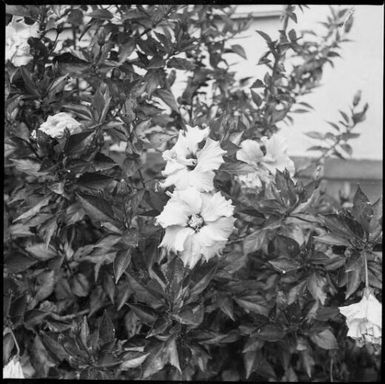 Flowers on a bush, New Guinea, ca. 1936 / Sarah Chinnery