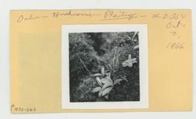 [Plantago in Hawaii, envelope IE32-062]