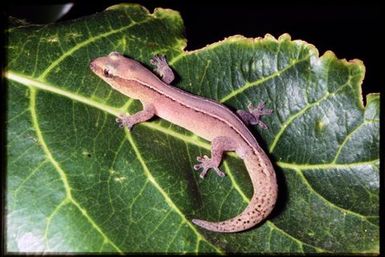 Gecko sp.