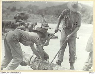 DANMAP RIVER, NEW GUINEA. 1945-01-06. TROOPS OF THE PIONEER PLATOON, 2/8TH INFANTRY BATTALION BUILDING A TEMPORARY COCONUT LOG BRIDGE OVER A TRIBUTARY OF THE RIVER. THIS BRIDGE HAD TO BE BUILT IN ..