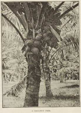 A cocoanut tree