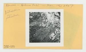 [Metrosideros in Hawaii, envelope IE32-250]
