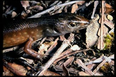 Skink sp.