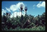 New Guinea. 33 miles west of Lae. Sago palms beside road to Bulolo