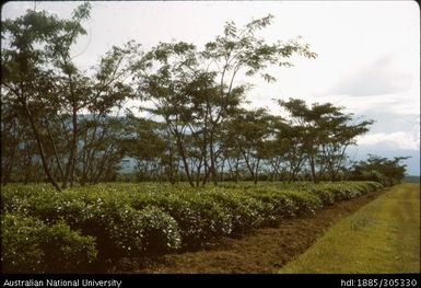 Garaina Tea