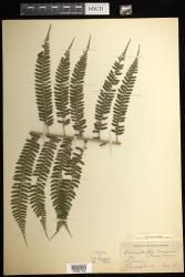 Dennstaedtia samoensis