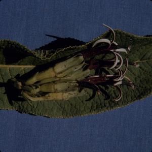 [Cyanea atra close-up from Puʻu Kukui, United States]