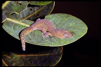 Gecko sp.