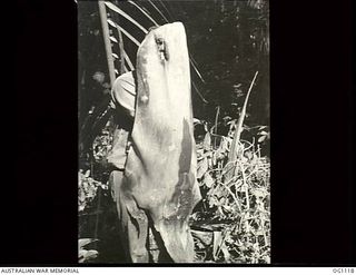 AITAPE, NORTH EAST NEW GUINEA. C. 1944-06. JAPANESE SNIPERS WOULD USE COCONUT FRONDS AS CAMOUFLAGE BY PEERING THROUGH TWO HOLES PIERCED AT THE BASE. A RAAF AIRMAN PEERS THROUGH ONE OF THE FRONDS
