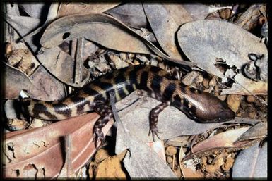 Skink sp.