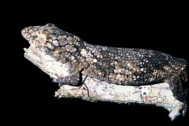 Eurydactylodes vieillardi