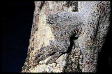 Rhacodactylus auriculatus