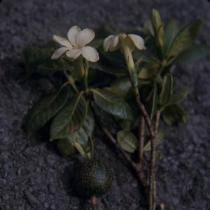 [Gardenia brighamii close-up from Manukā Park, United States]