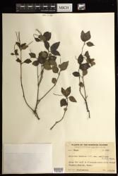 Peperomia cookiana