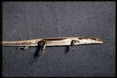 Specimen (lateral)