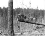 Logging crew at yarding site, Hammond Lumber Company, Mill City, Oregon, between 1915 and 1945
