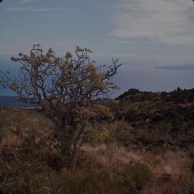 [Reynoldsia sandwicensis in Ulupalakua, United States]