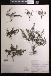 Abrodictyum dentatum