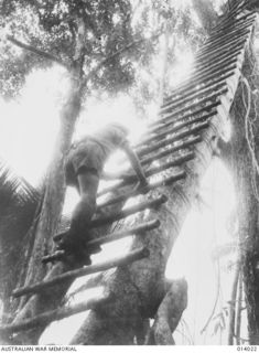 1943-01-08. AN AUSTRALIAN CLIMBING TO A JAPANESE POST BUILT HIGH UP IN A TREE TO ALLOW THE ENEMY TO DIRECT THE FIRE OF TWO 3-INCH NAVAL GUNS AGAINST ALLIED TROOPS ADVANCING ON BUNA. AUSTRALIANS ..