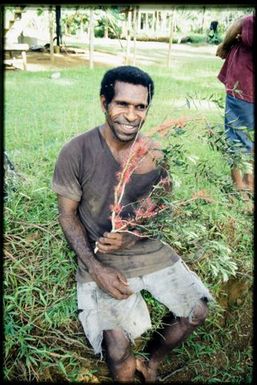 Team member with flowering Metrosideros