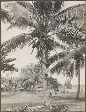 Man climbing a palm tree. From the album: Photographs of Apia, Samoa