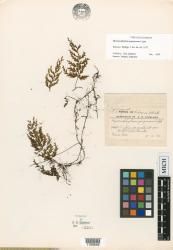 Hymenophyllum gorgoneum