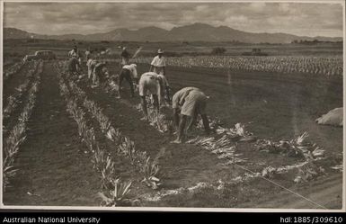 Planting at Lega Lega