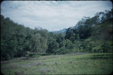 Vegetation near Port Moresby : Papua New Guinea, 1953 / Terence and Margaret Spencer