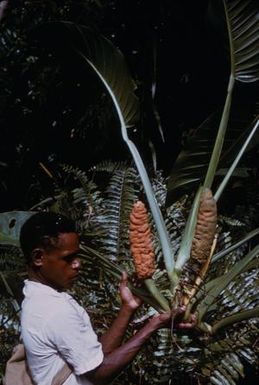 [Epipremnopsis at Malahang Beach, Papua New Guinea]