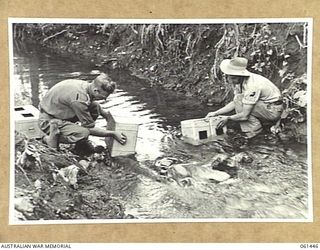 DUMPU, NEW GUINEA. 1943-12-06. QX4260 LIEUTENANT W. J. LYDDY (1) AND VX56467 CORPORAL J. LAWSON (2) BOTH OF THE 18TH AUSTRALIAN ANTI-MALARIAL CONTROL UNIT RELEASING FISH IN A STREAM. THESE FISH ARE ..