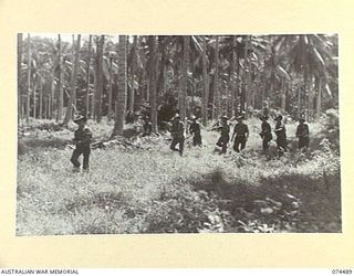 MADANG, NEW GUINEA. 1944-07-03. A PATROL OF THE 24TH INFANTRY BATTALION ENGAGED IN A TRAINING EXERCISE IN A PLANTATION NEAR THEIR CAMP