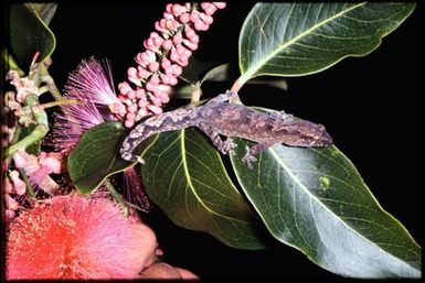 Gecko sp.
