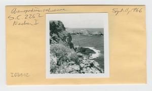 [Chenopodium oahuense in Hawaii, envelope IE29-112]