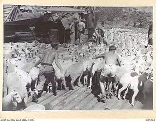 RABAUL, NEW BRITAIN, 1945-11-30. A SHIPMENT OF SHEEP ARRIVED ABOARD SS CHARON FOR SLAUGHTER AND CONSUMPTION BY TROOPS IN THE RABAUL AREA. THEY WILL BE DISTRIBUTED BY AUSTRALIAN ARMY SERVICE CORPS, ..