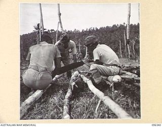 MUSCHU ISLAND, NEW GUINEA, 1945-09-08. A JAPANESE SOLDIER USING A CRUDE SAW TO CUT TIMBER FOR CONSTRUCTION OF THE HOSPITAL. JAPANESE SOLDIERS ON THE ISLAND UNDER HQ 6 DIVISION, ARE CONSTRUCTING ..