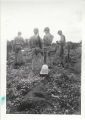 Grave of Wendell Paulson on Guadalcanal, 1940s
