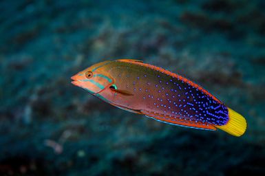 Coris gaimard (Yellowtail coris) female phase during the 2017 South West Pacific Expedition.