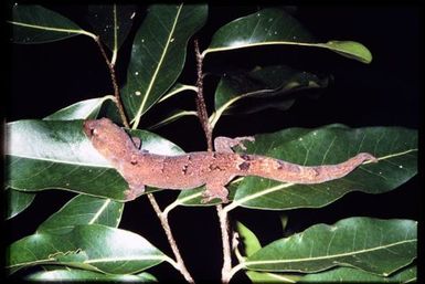 Gecko sp.