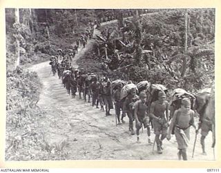 BOUGAINVILLE. 1945-09-26. JAPANESE SOLDIERS, UNDER THE CONTROL OF 3 DIVISION TROOPS, MARCHING OVER THE NUMA NUMA TRAIL TO THE PRISONER OF WAR COMPOUND ON THE CHOP CHOP TRAIL NEAR TOROKINA