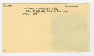 [Ficus in New Caledonia, envelope IE41-161]