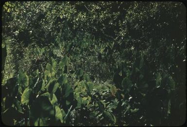 Taro gardens in tanks (2) : Mortlock Islands, Papua New Guinea, 1960 / Terence and Margaret Spencer