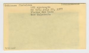 [Schizaea fistulosa in New Caledonia, envelope IE41-058]