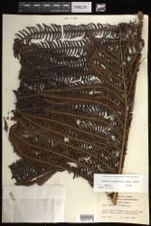 Sadleria souleyetiana