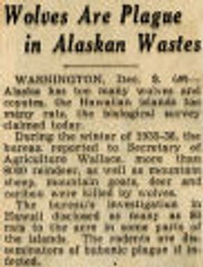 Wolves Are Plague In Alaskan Wastes. Northwest History. Alaska, Menace & Pests. United States.