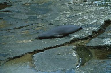 Hawaiian monk seal