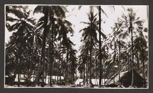 [Palm Trees in Coconut Plantation]