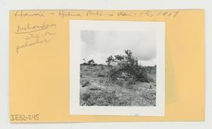 [Metrosideros in Hawaii, envelope IE32-245]