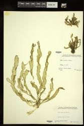 Ulva lactuca