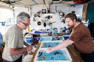 Tom Trnski Head of Natural Sciences at the Auckland Museum (left) and Jeremy Barker from Te Papa sort reef fish after a rotenone station during the 2017 South West Pacific Expedition.